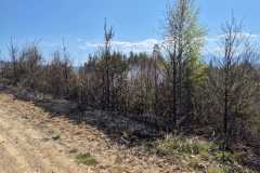 IMG-20250413-WA0004