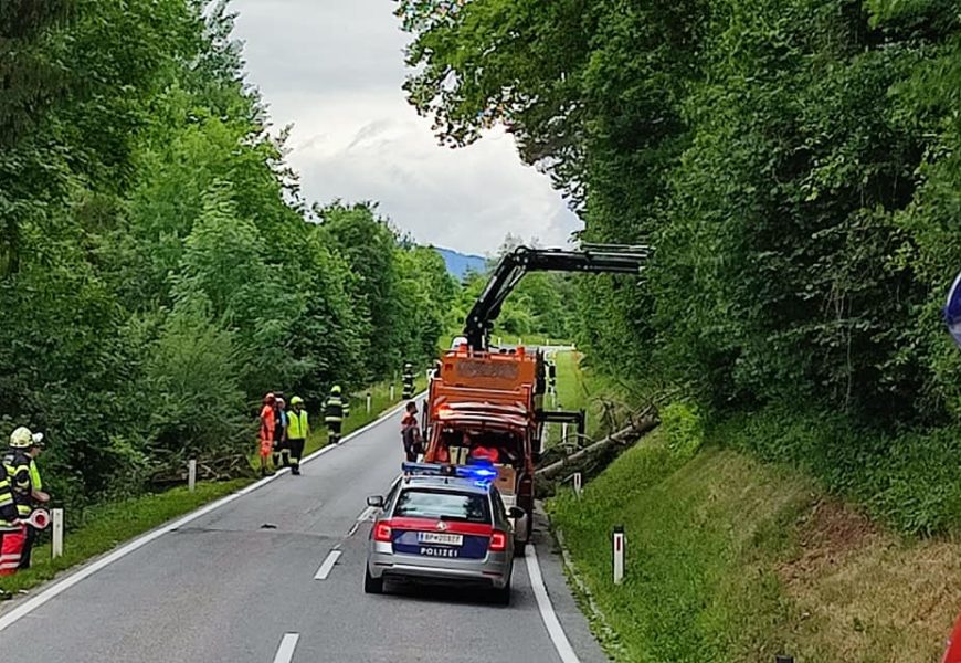 Baum auf Straße B80